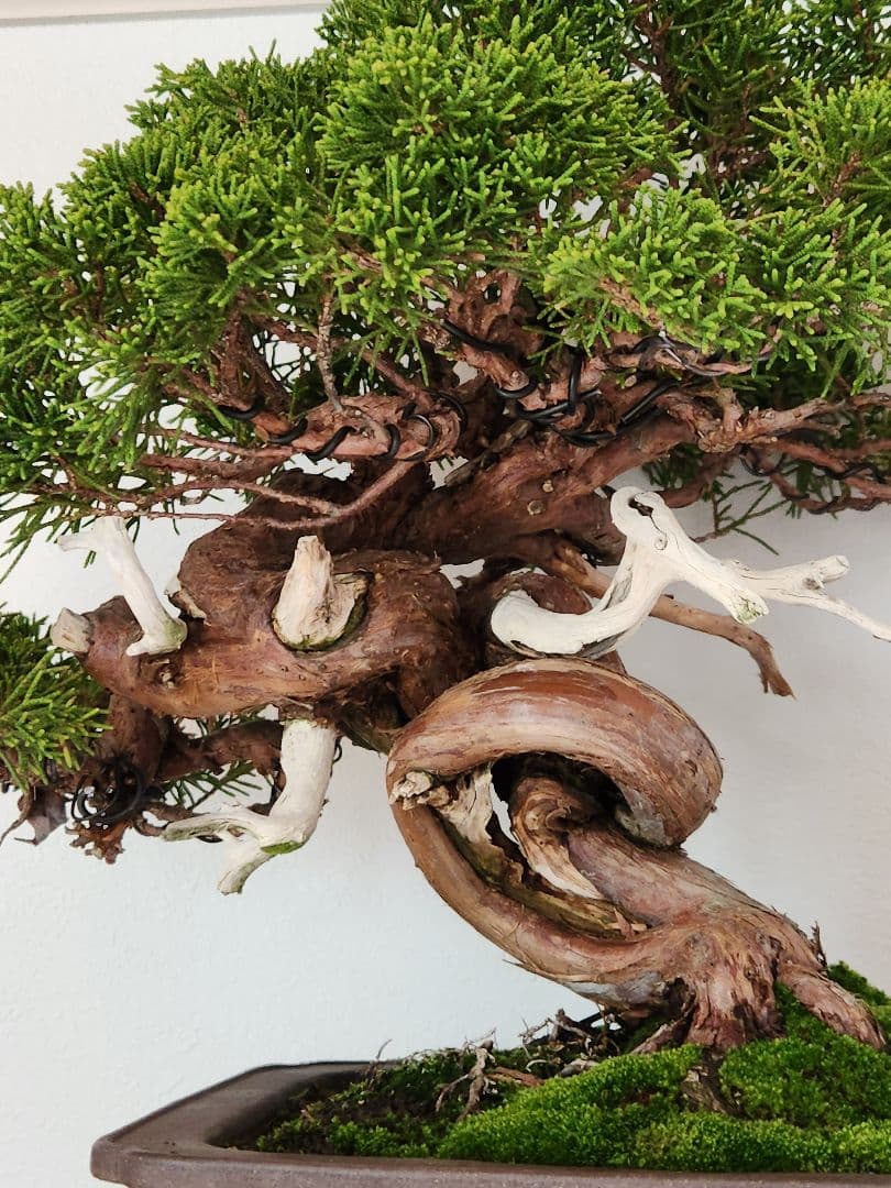 盆栽 真柏　松　盆栽鉢