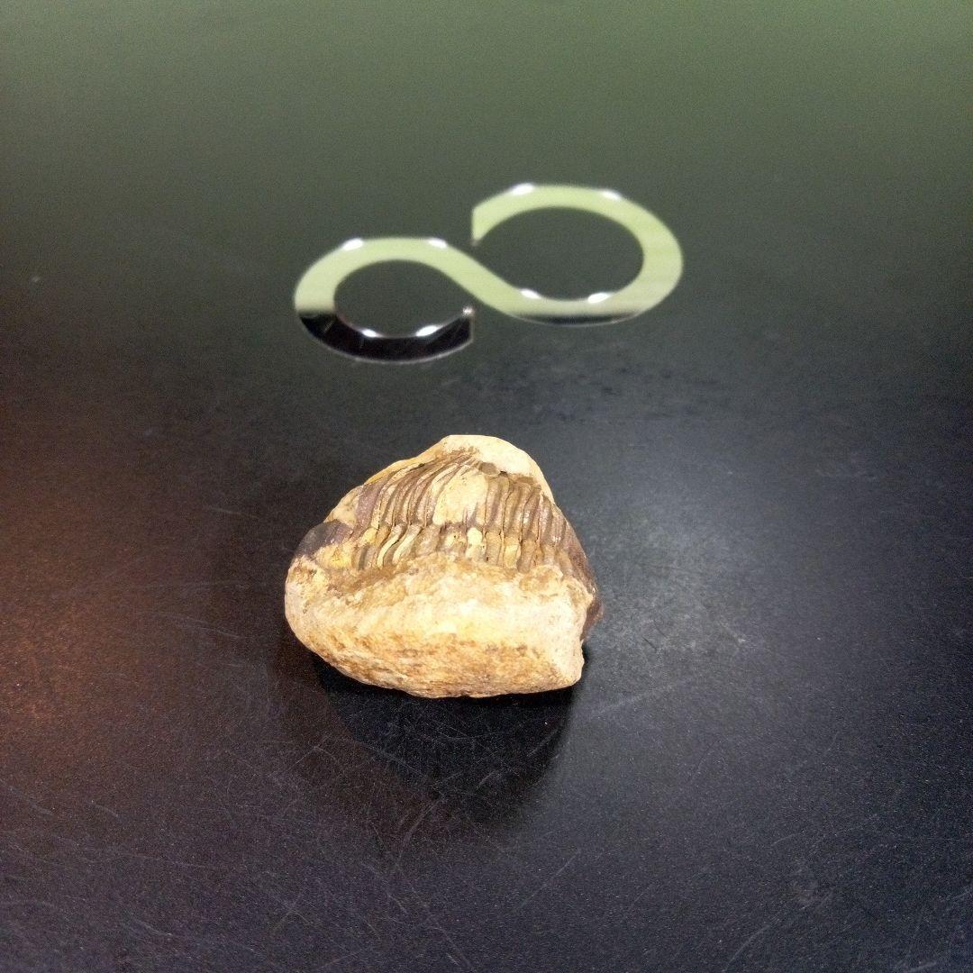 三葉虫　化石　fossil　ボリビア産　トライロバイト　三葉虫個体①