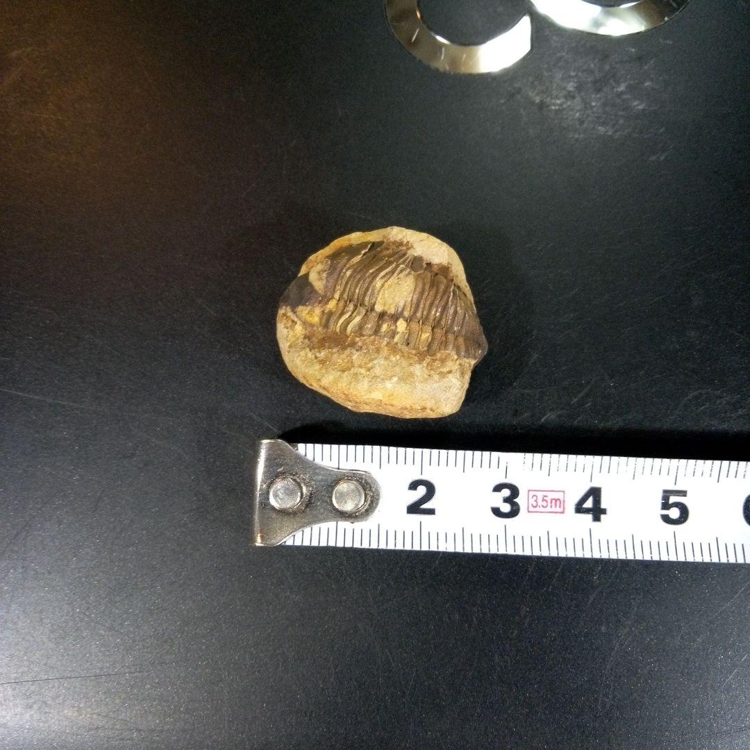 三葉虫　化石　fossil　ボリビア産　トライロバイト　三葉虫個体①