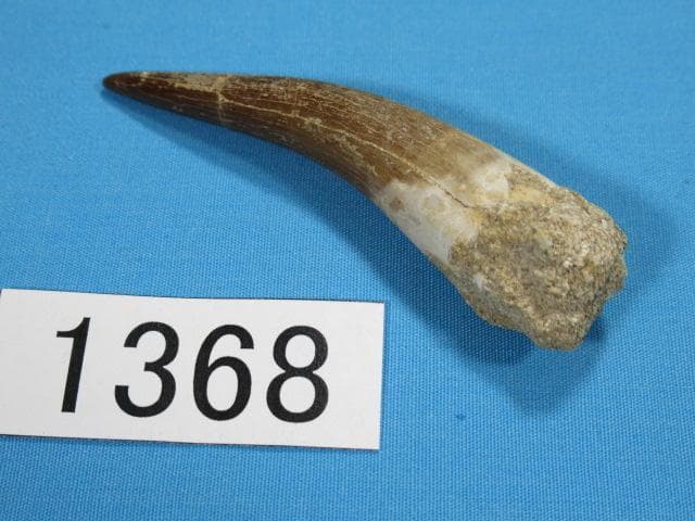 プレシオサウルスの歯　62ｍｍ　恐竜　No.1368