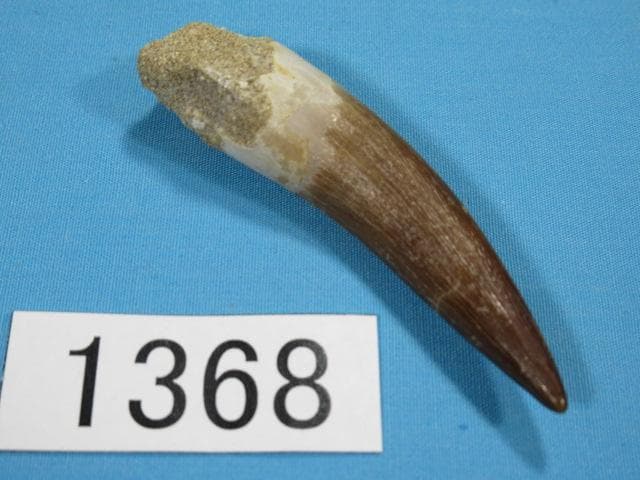 プレシオサウルスの歯　62ｍｍ　恐竜　No.1368