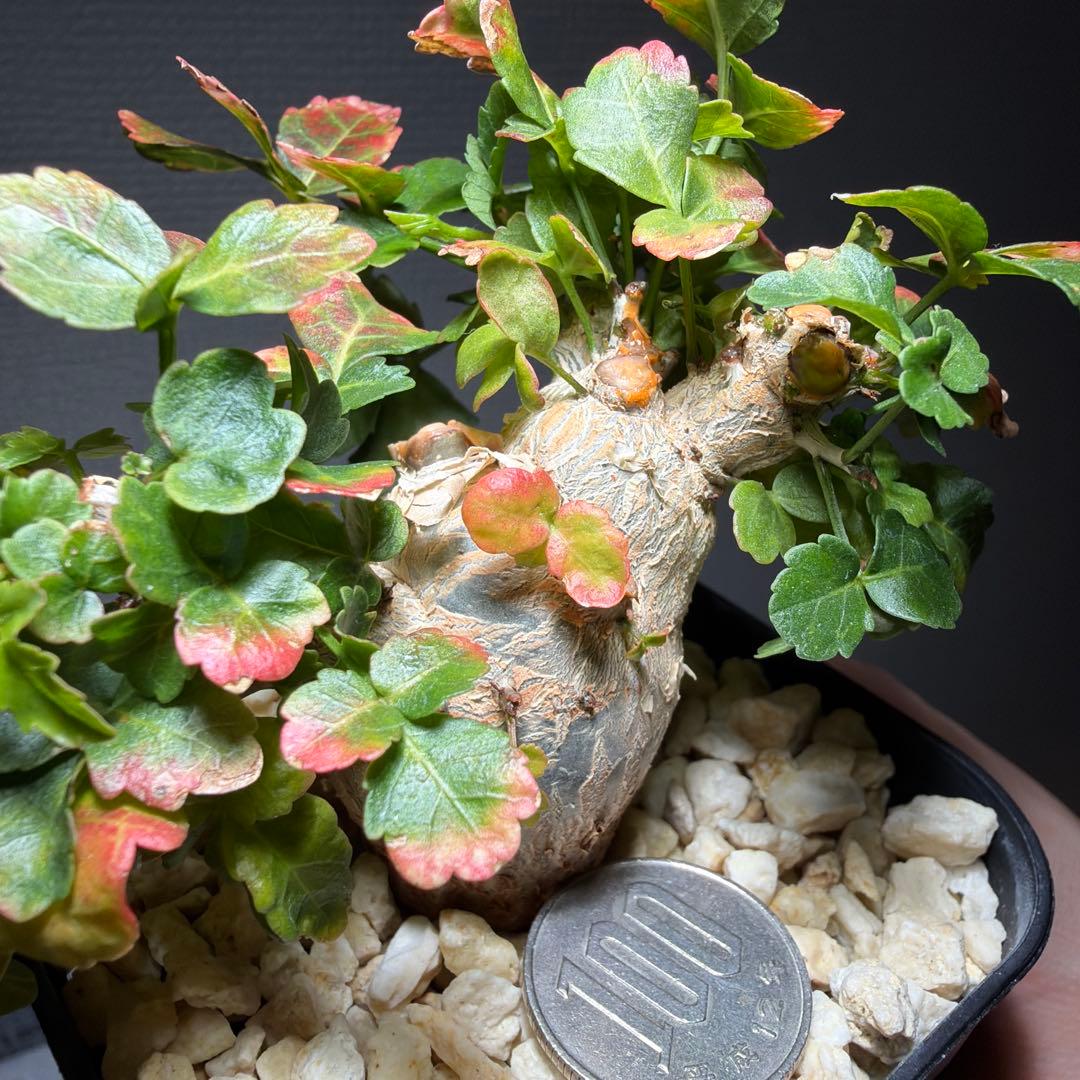 【最終値下げ】ブルセラ・ファガロイデス　国内実生　特選株　作り込み株