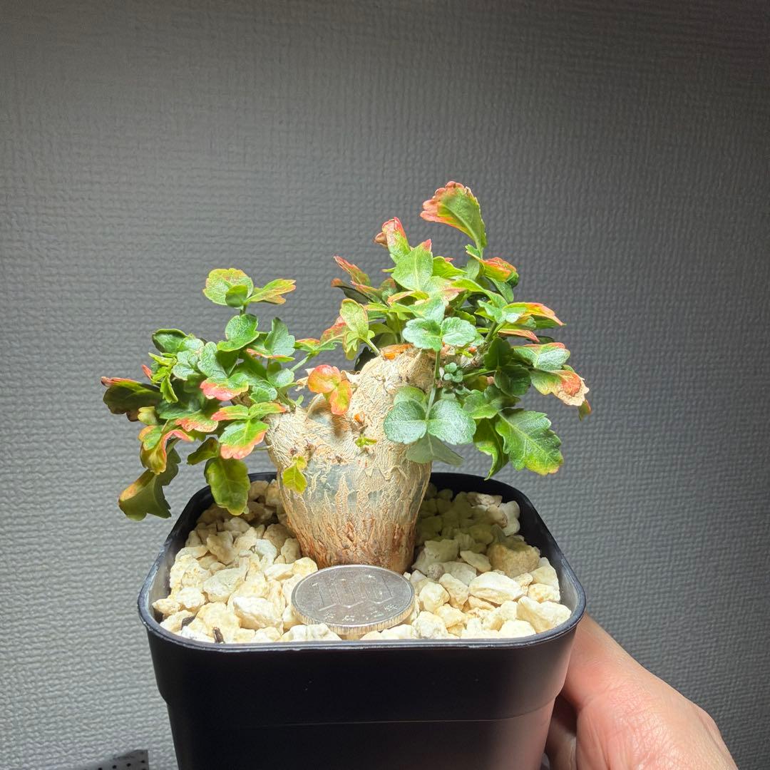 【最終値下げ】ブルセラ・ファガロイデス　国内実生　特選株　作り込み株