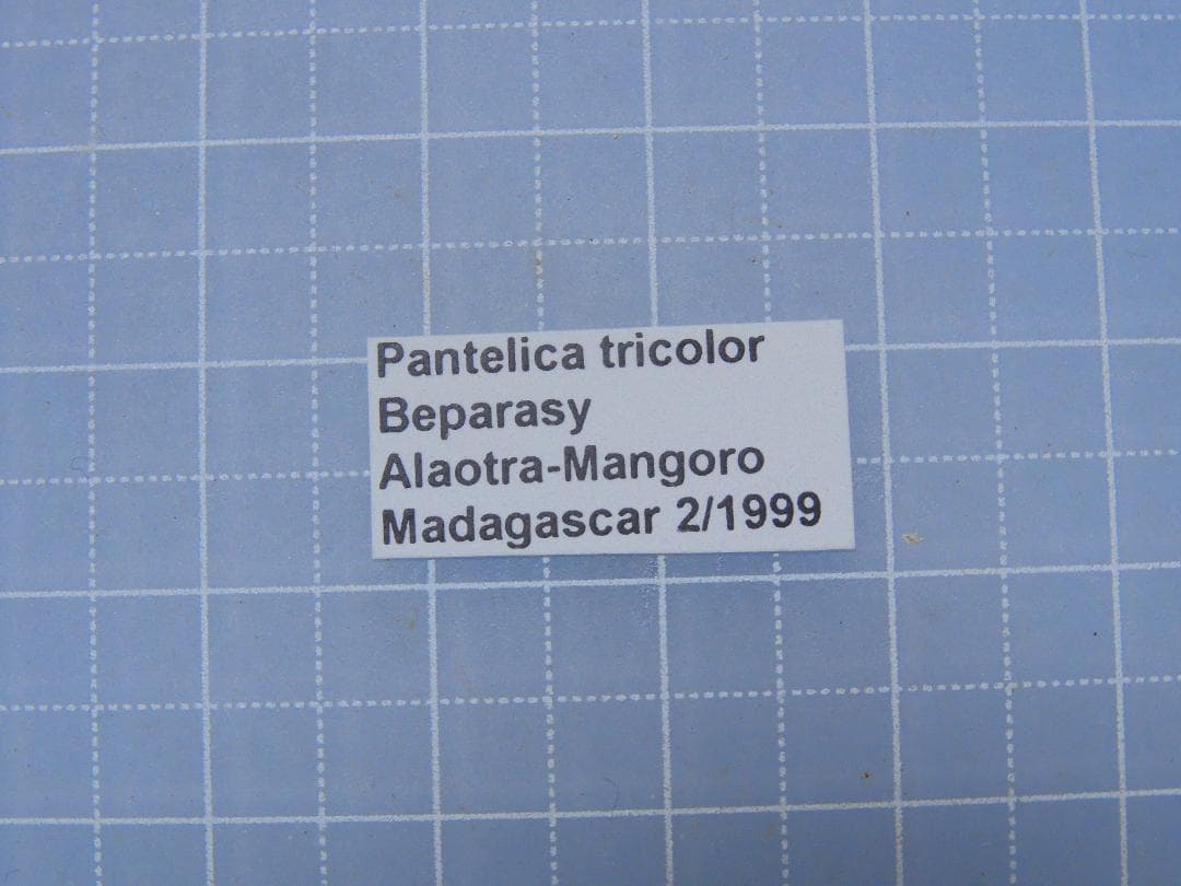 標本 Madagascar Pantelica tricolor 44mm