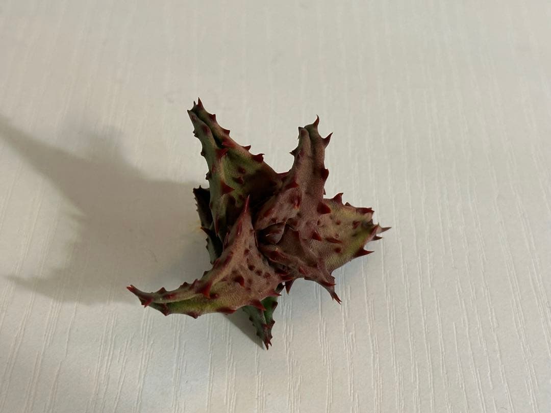 【期間限定出品】 Aloe castilloniae子株④