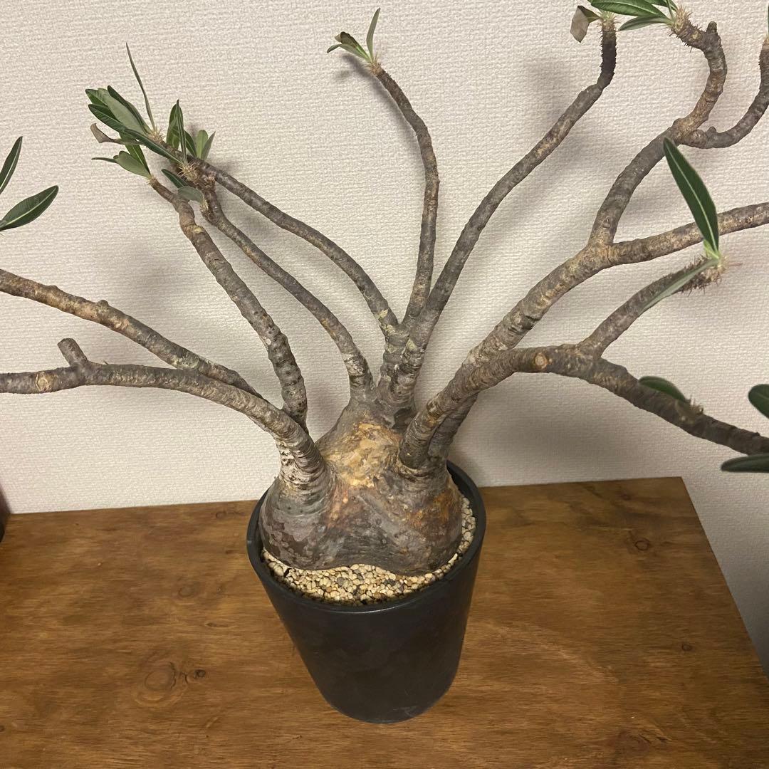 パキポディウム　グラキリス　現地球　発根済