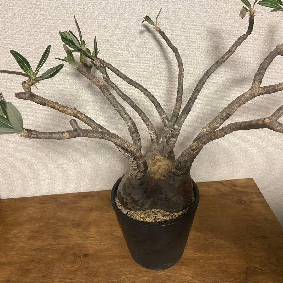 パキポディウム　グラキリス　現地球　発根済