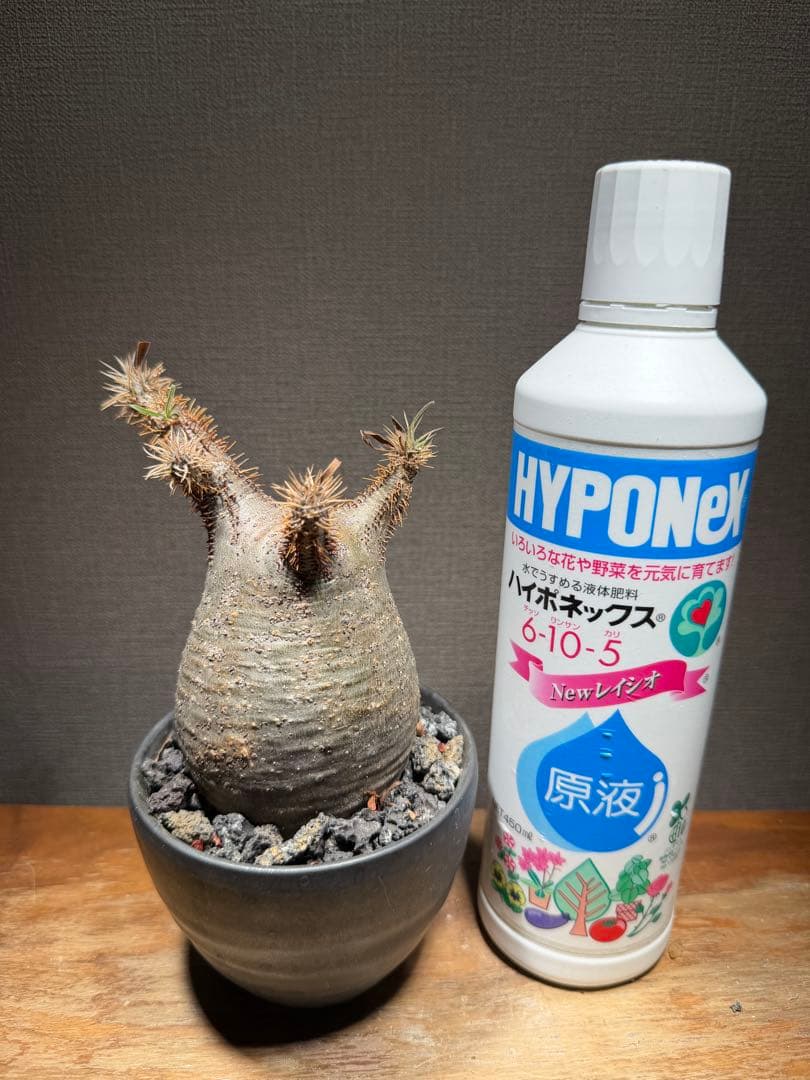 パキポディウム グラキリス 開花済み