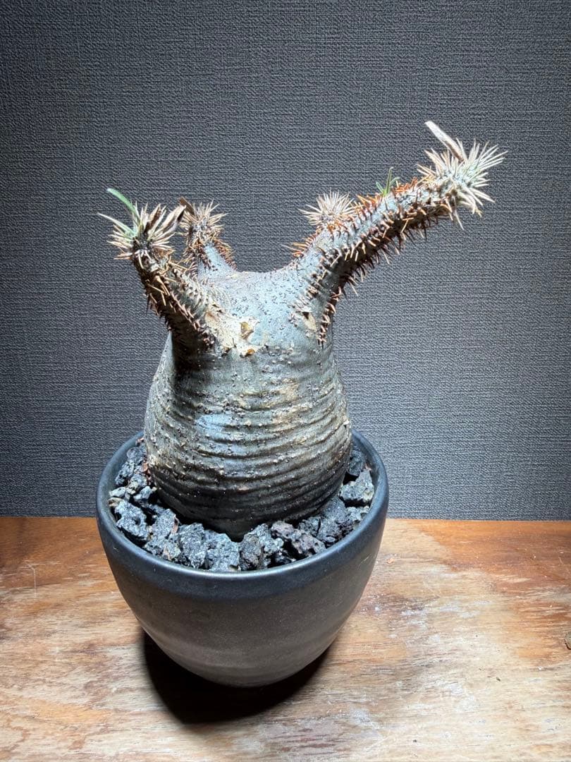 パキポディウム グラキリス 開花済み