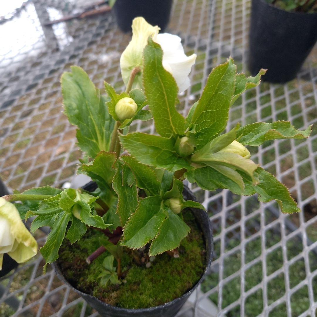 可愛いお花畑♪春色♪4個セット！クリスマスローズ、苗、開花株