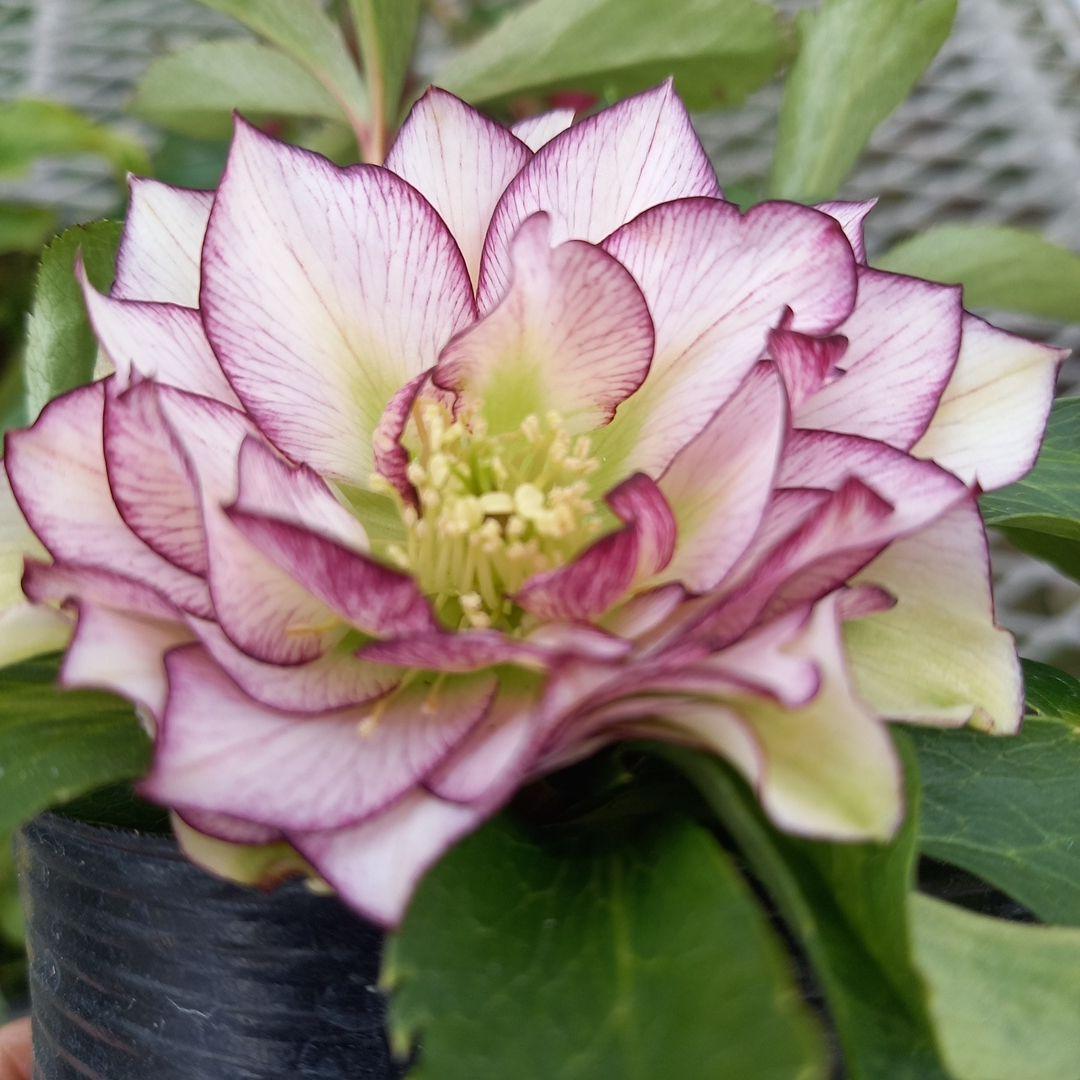 可愛いお花畑♪春色♪4個セット！クリスマスローズ、苗、開花株