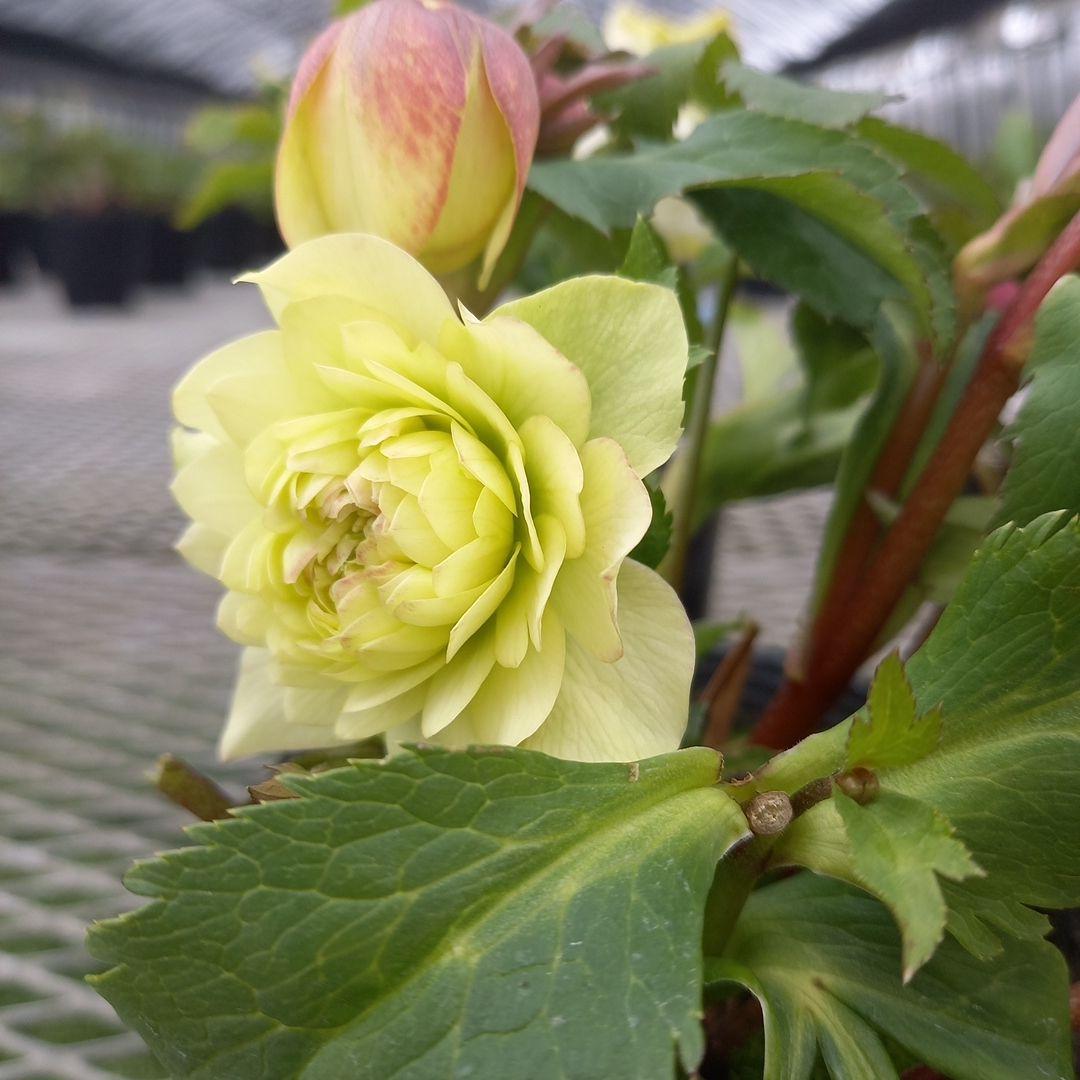 可愛いお花畑♪春色♪4個セット！クリスマスローズ、苗、開花株