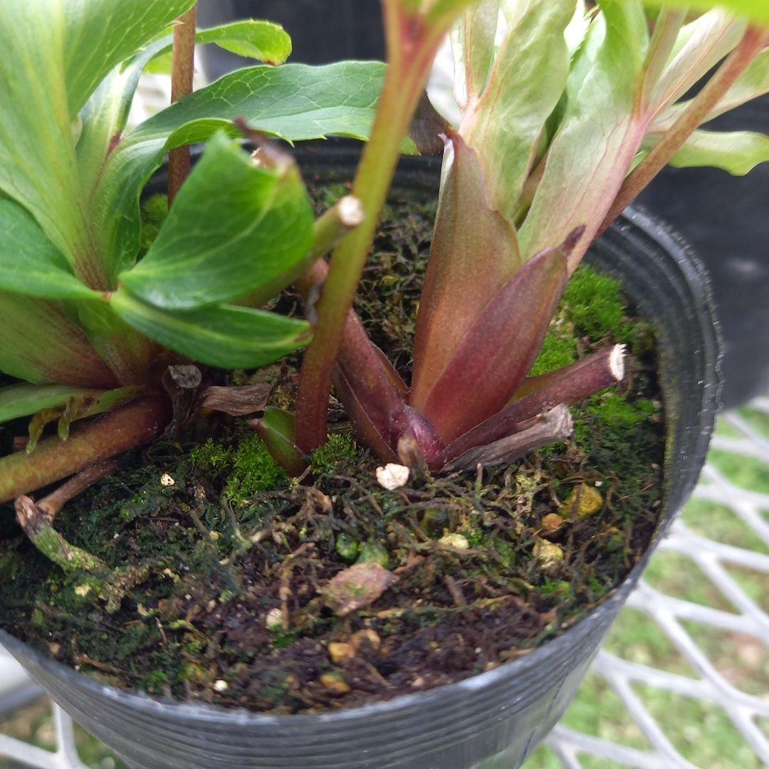 可愛いお花畑♪春色♪4個セット！クリスマスローズ、苗、開花株