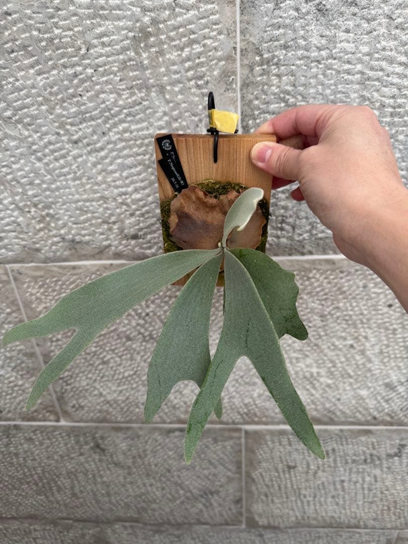 P.Neguse ネグセ 子株 ビカクシダ GS-w コウモリラン