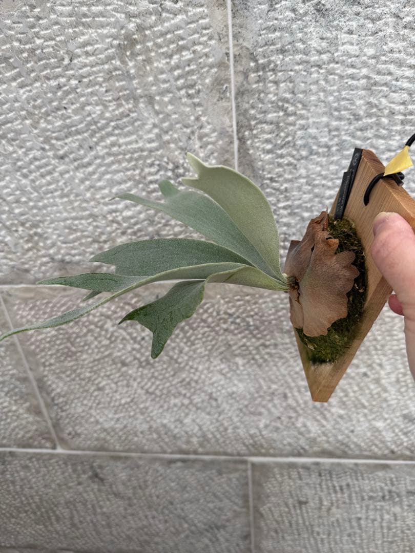 P.Neguse ネグセ 子株 ビカクシダ GS-w コウモリラン