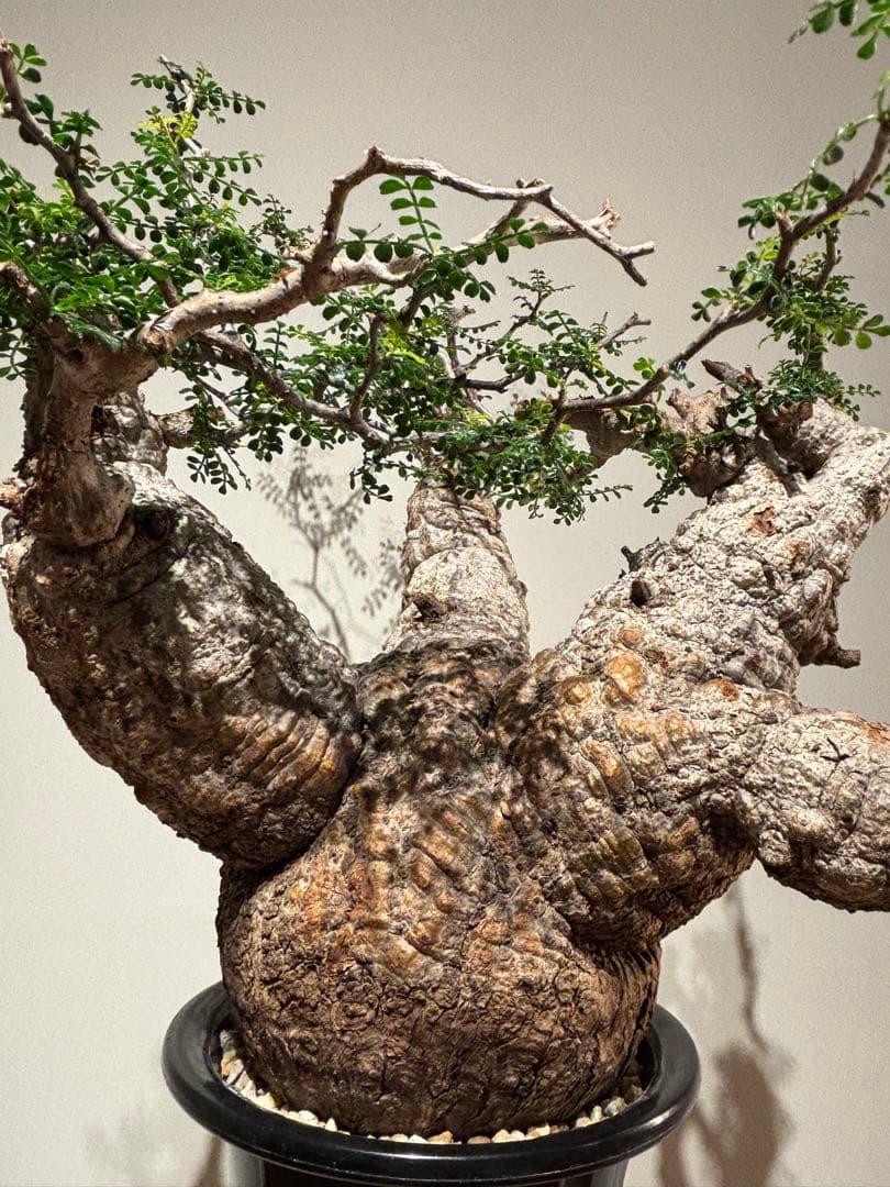 大株　スペシャル株　オペルクリカリア　パキプス