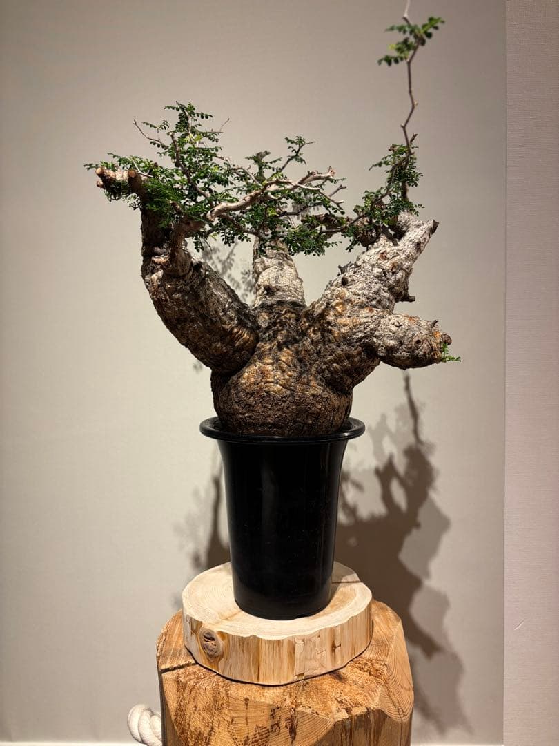 大株　スペシャル株　オペルクリカリア　パキプス