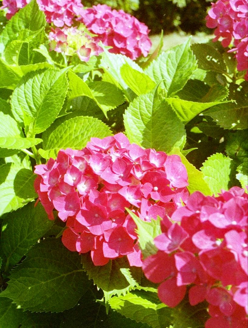 OLYMPUS PEN F 整備済み、完動美品　ボディのみ　NO.108542