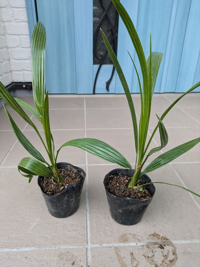 値引きセール！フェニックス カナリーヤシ 苗 50株セット　30cm