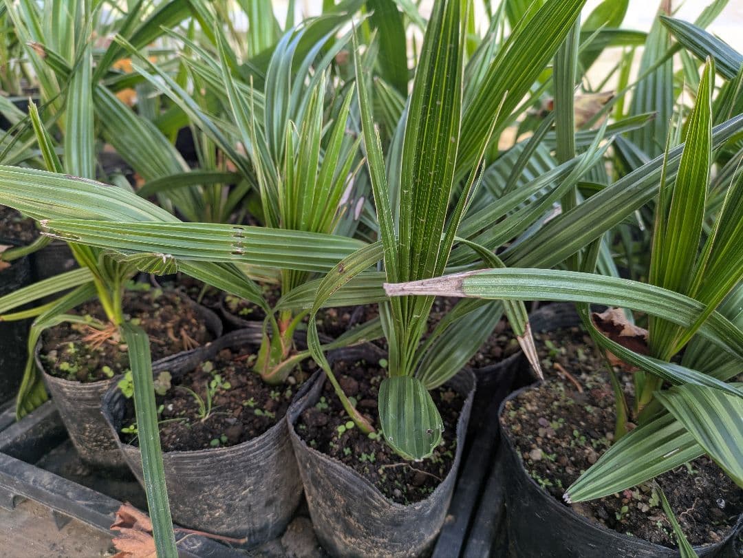 値引きセール！フェニックス カナリーヤシ 苗 50株セット　30cm