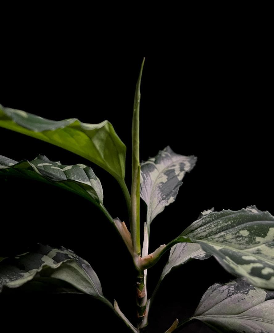 ◆RGL◆ 現物 南スマトラ産 現地便です アグラオネマ ピクタム