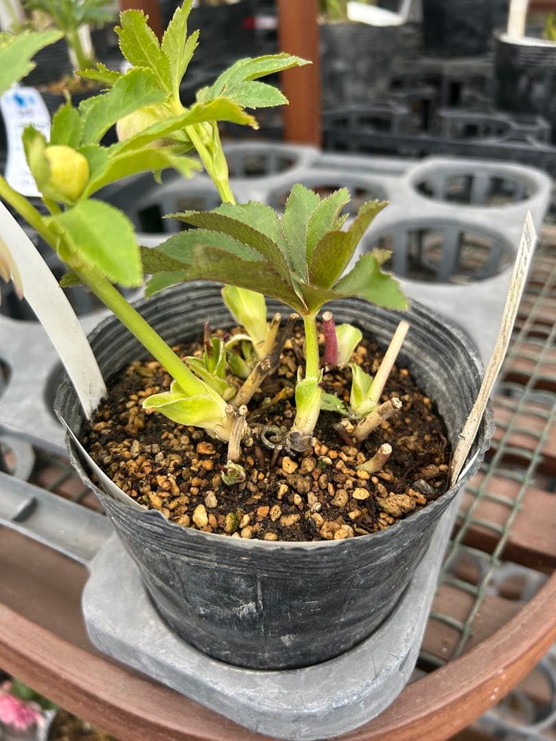 加藤農園 プリマベーラゴールド クリスマスローズ同梱可能