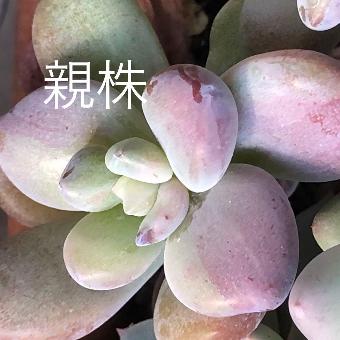 専用‼︎多肉植物^o^ 葉挿し赤ちゃんフレーベル錦