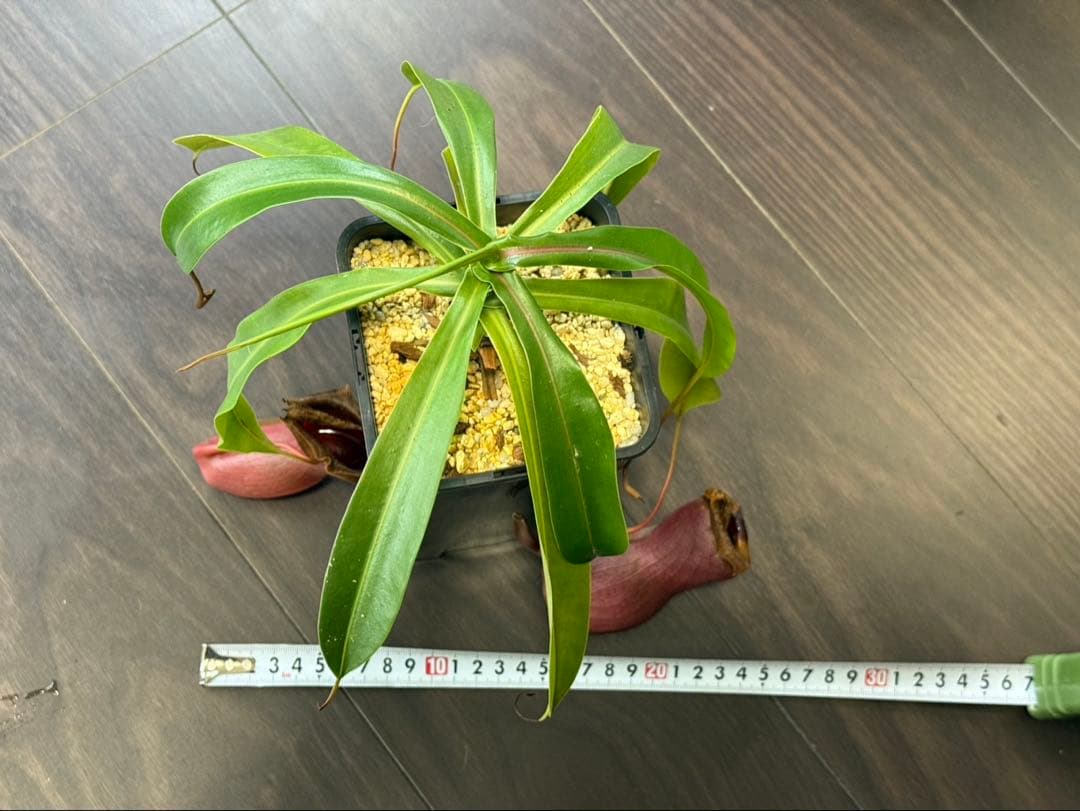 その他観葉植物 N. ventricosa Bicol, Luzon, Philippines.