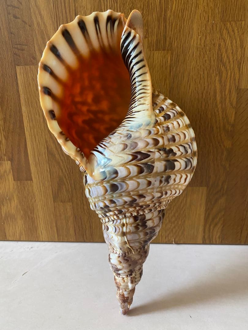 法螺貝　新鮮なホラ貝　色合いが綺麗　34cm 620グラム