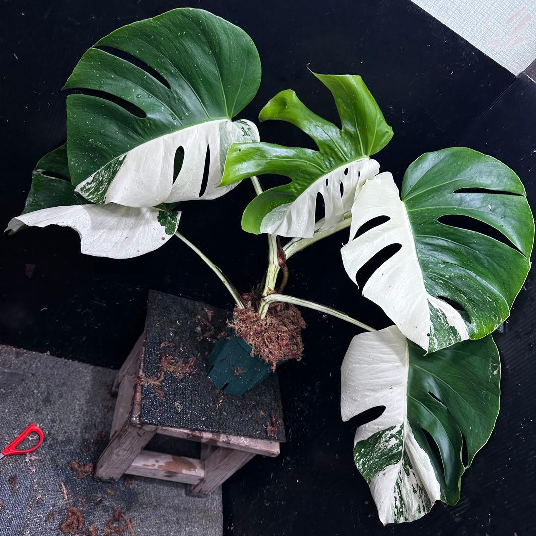 ★*★様 モンステラ斑入りハーフムーンホワイトタイガー極美斑入り　　 55cm