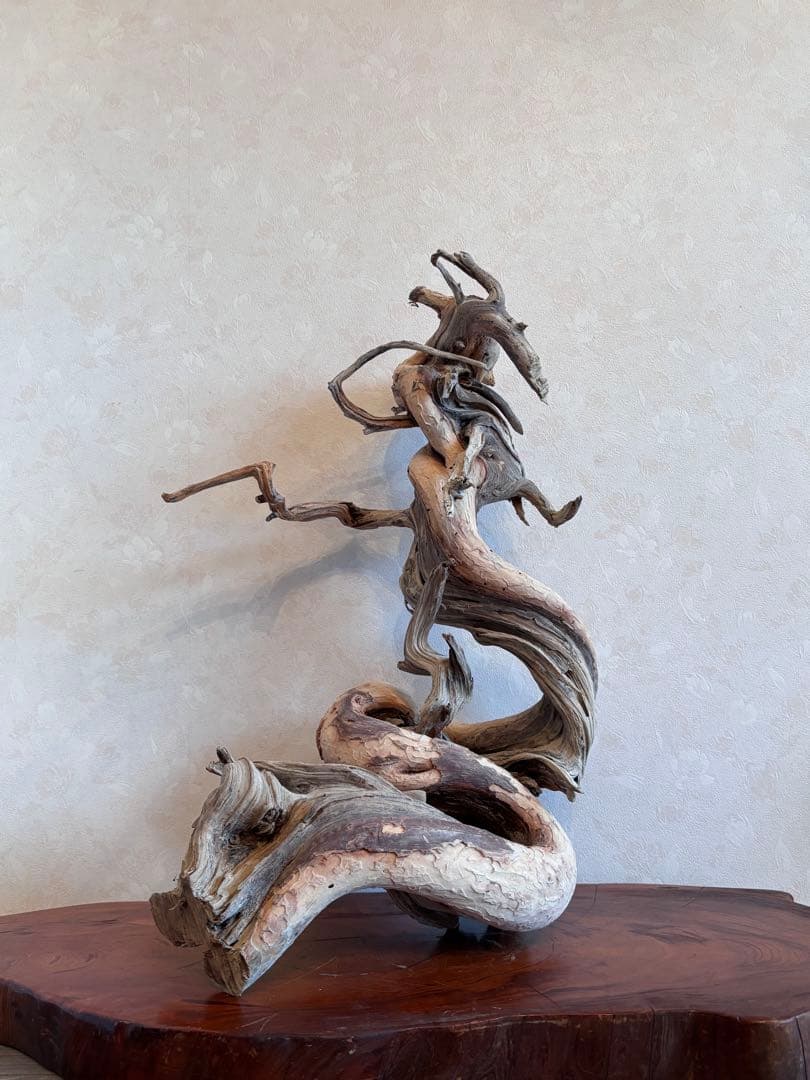 糸魚川真柏 山採り 枯木素材 「龍」 樹齢200年 置物 盆栽飾り 約70cm