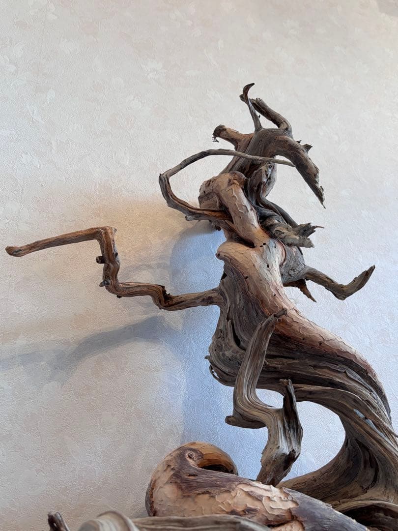 糸魚川真柏 山採り 枯木素材 「龍」 樹齢200年 置物 盆栽飾り 約70cm