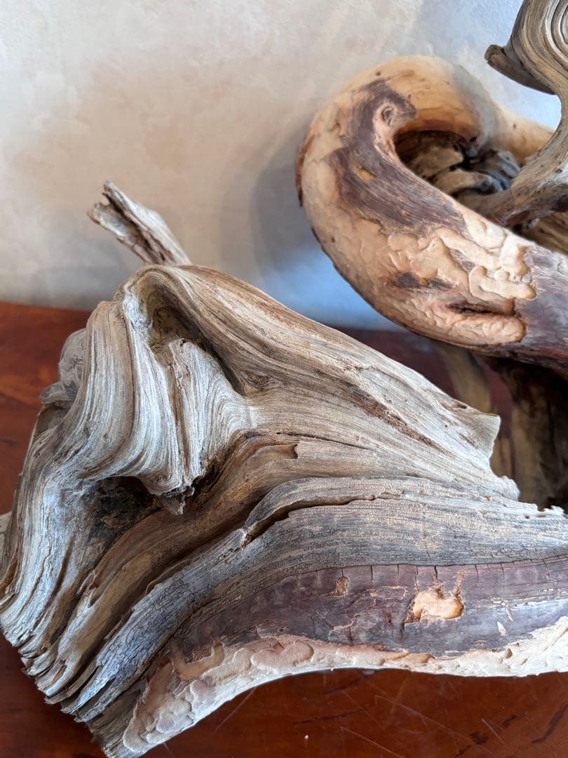 糸魚川真柏 山採り 枯木素材 「龍」 樹齢200年 置物 盆栽飾り 約70cm