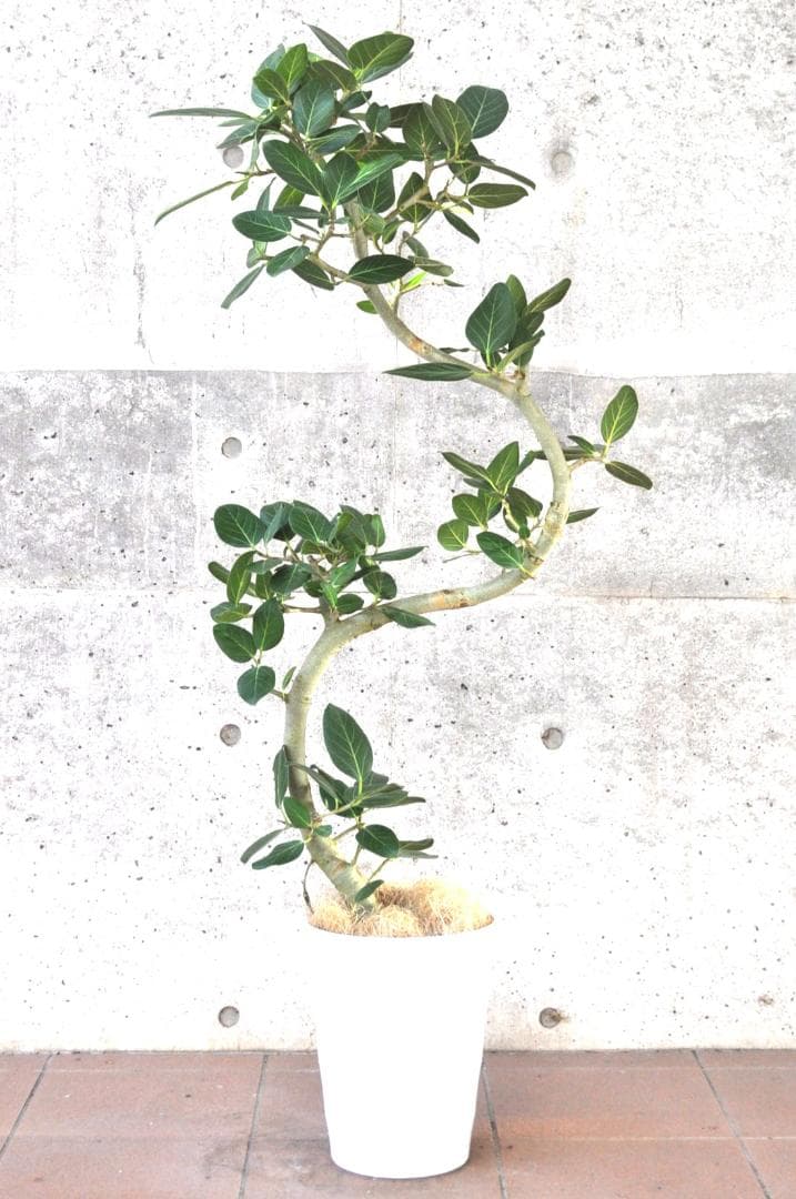 フィカス ベンガレンシス 8号 140cm S-shaped tree form