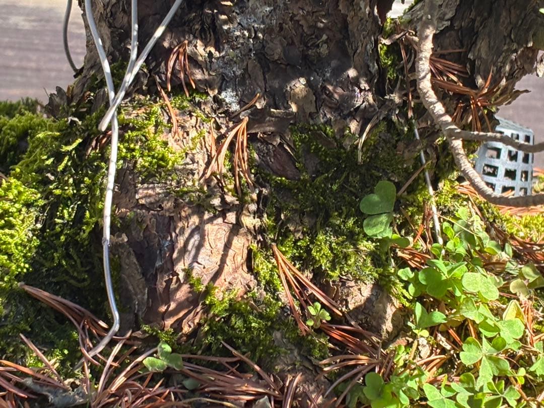 安*重様 ★盆栽★ 赤石五葉松　E-22 樹齢70年以上　★愛媛県より発送★