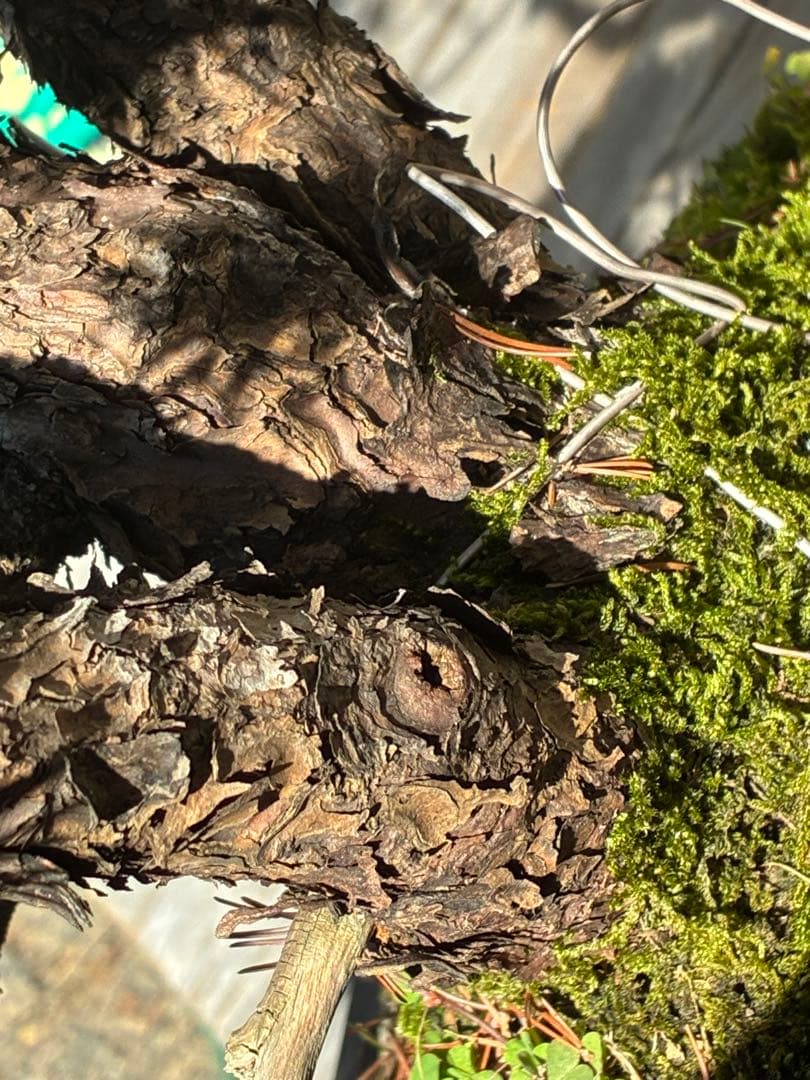 安*重様 ★盆栽★ 赤石五葉松　E-22 樹齢70年以上　★愛媛県より発送★