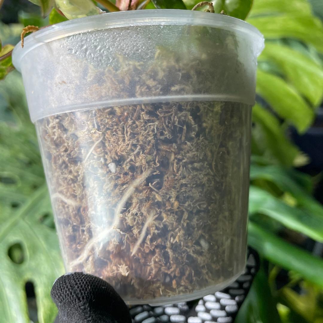 FD1 フィロデンドロン　ビレッティア　斑入り