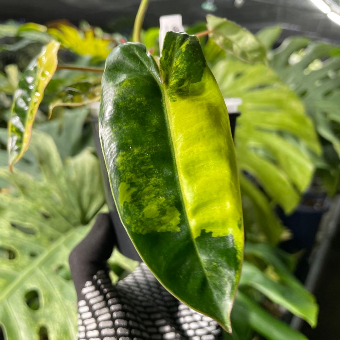 FD1 フィロデンドロン　ビレッティア　斑入り