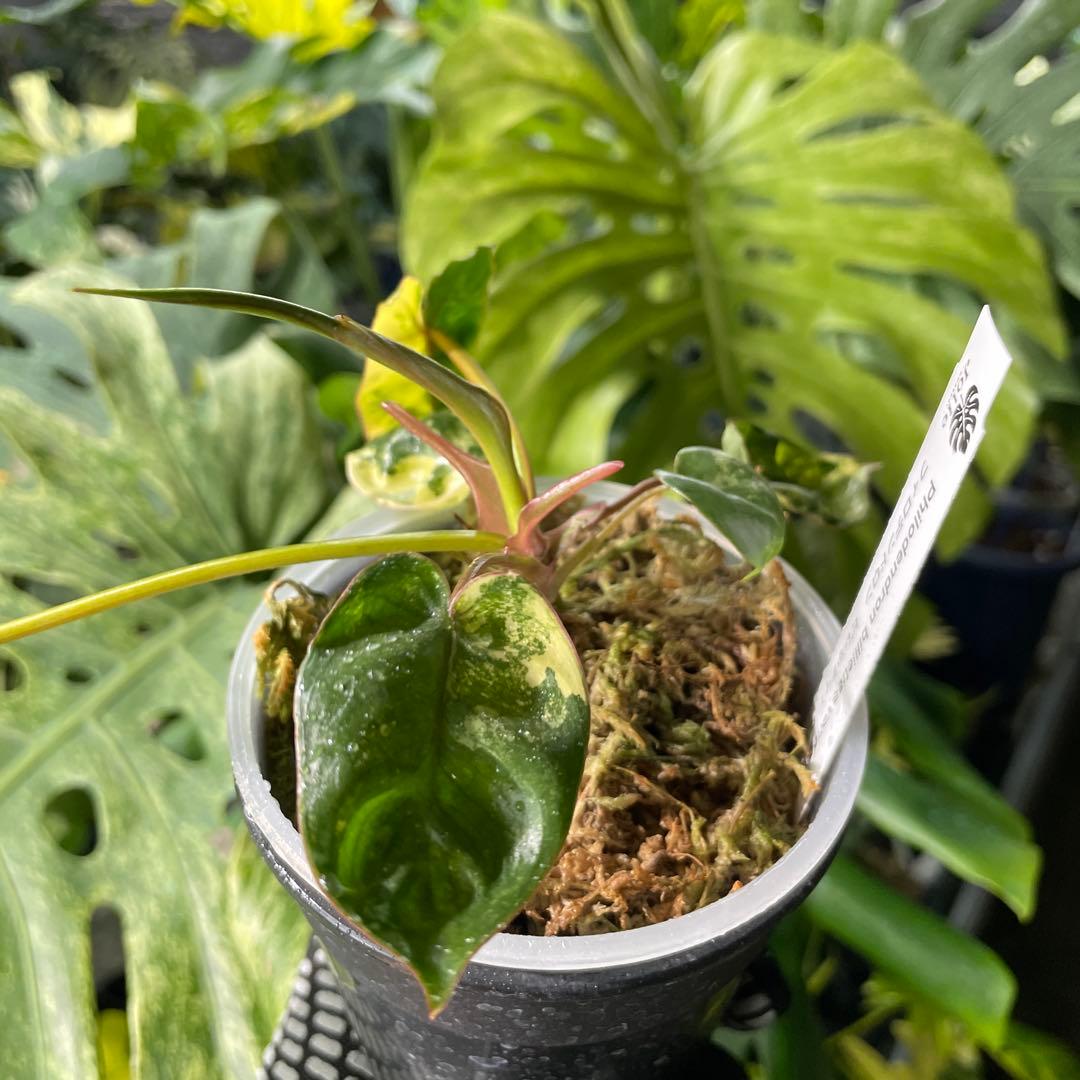 FD1 フィロデンドロン　ビレッティア　斑入り