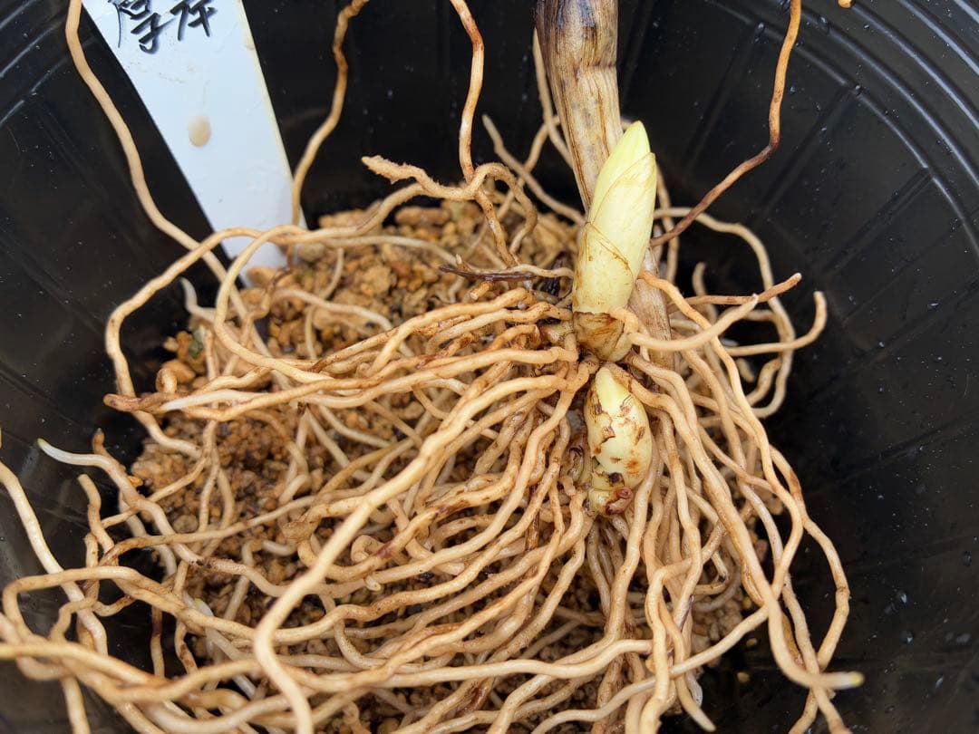 H37 厚岸ホテイアツモリソウ