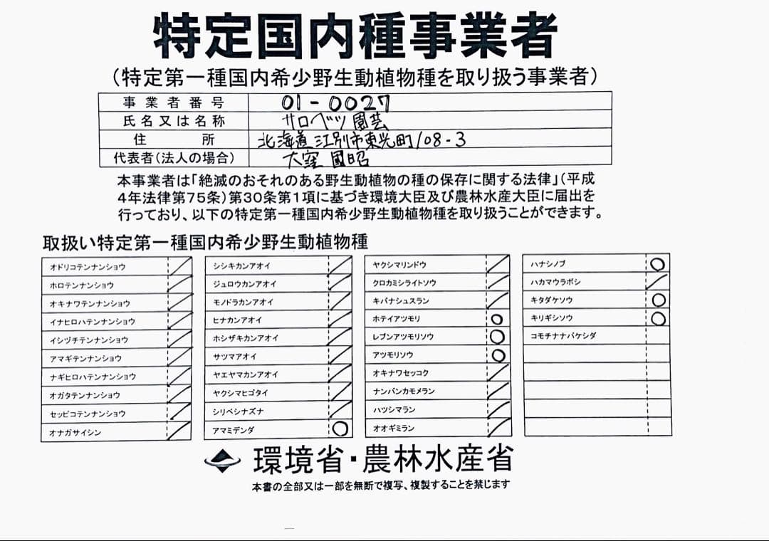 H37 厚岸ホテイアツモリソウ