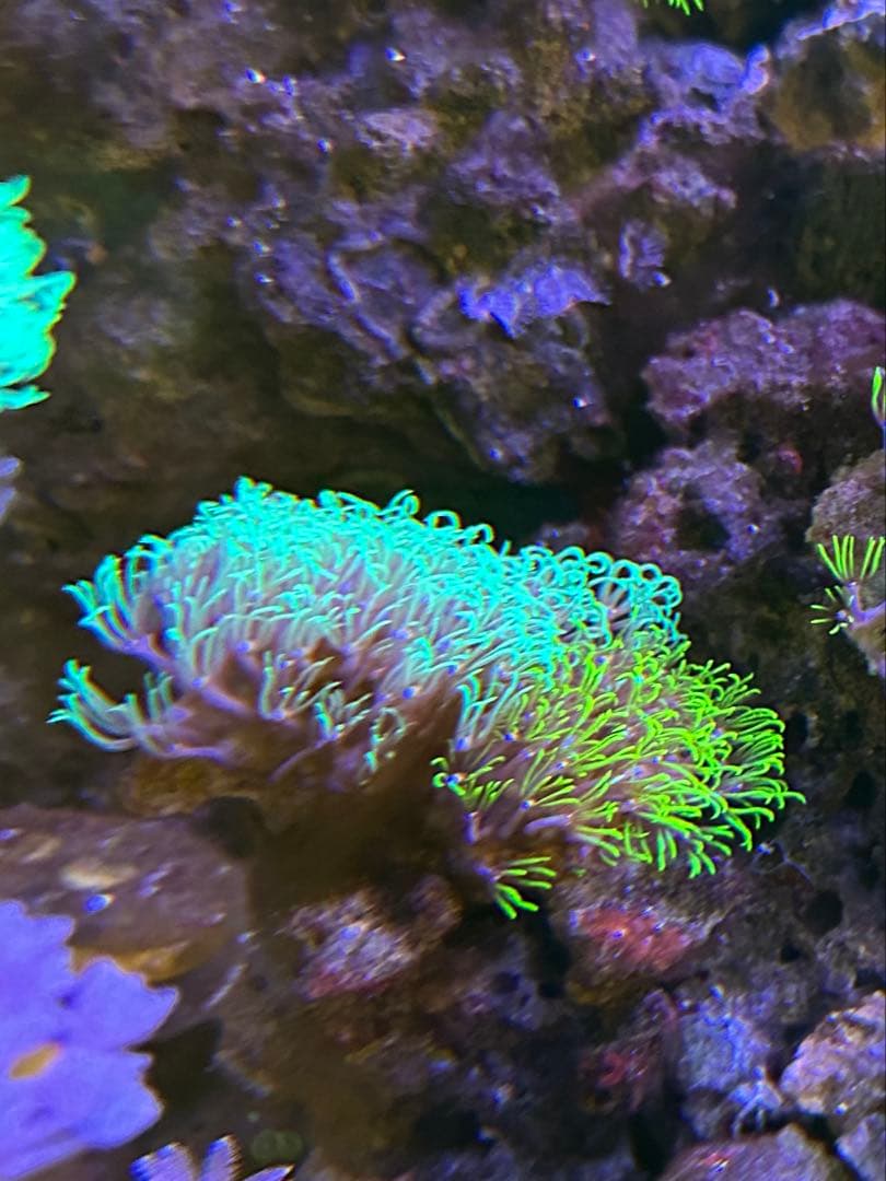 ライブロックセット　月島様