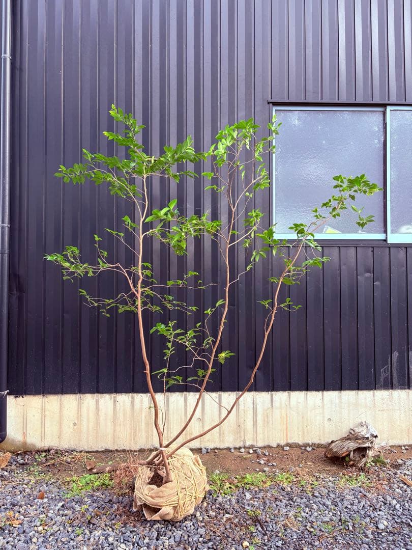 53 天然山採り　ヒサカキ