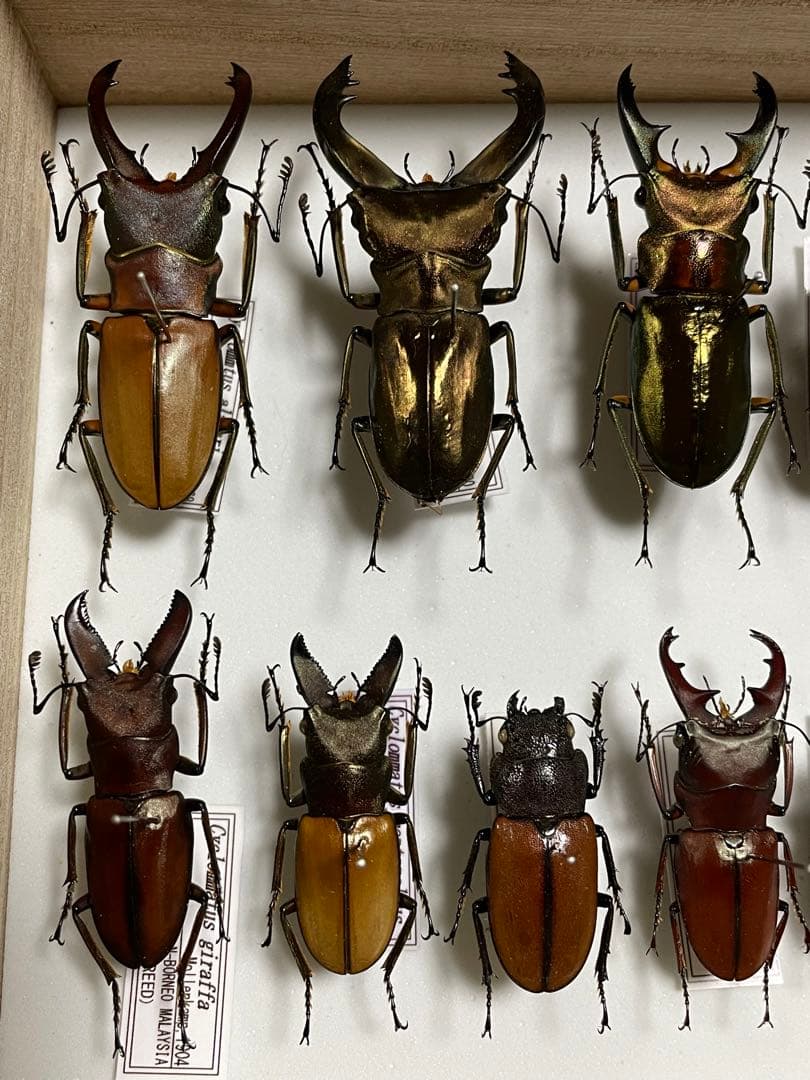 昆虫標本　キクロマトス13頭セット②