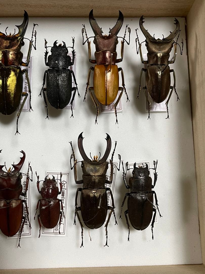昆虫標本　キクロマトス13頭セット②