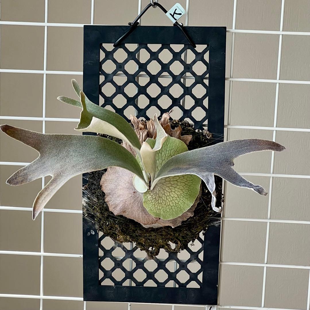 OC株 veitchii cv.pedro Tatsuta ペドロ28ビカクシダ