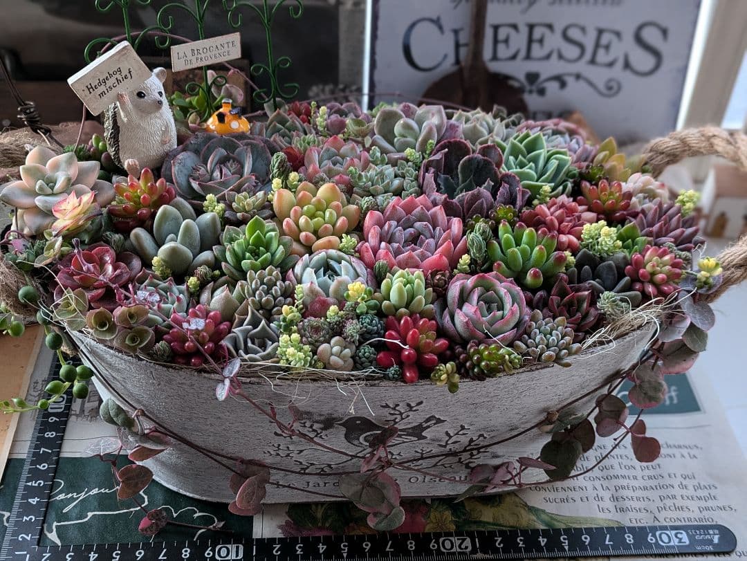 多肉植物 そのまま飾れる大きな寄せ植え❁⃘*.゜ハリネズミさんの箱庭❁⃘*.゜