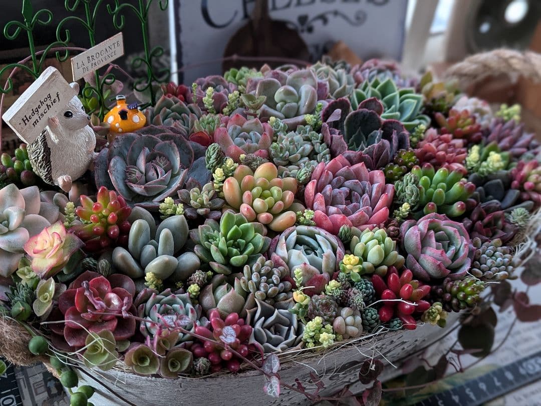 多肉植物 そのまま飾れる大きな寄せ植え❁⃘*.゜ハリネズミさんの箱庭❁⃘*.゜
