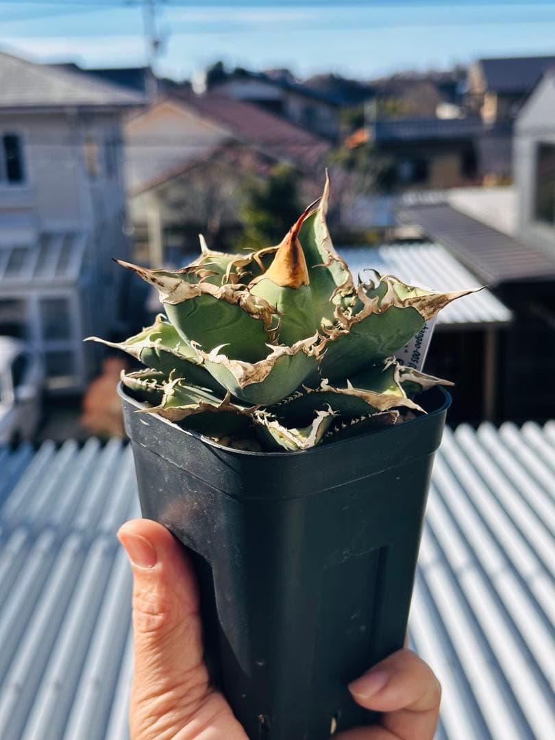 上澳園芸　アガベ shangao-005 車手（レーサー） LED管理株　現品