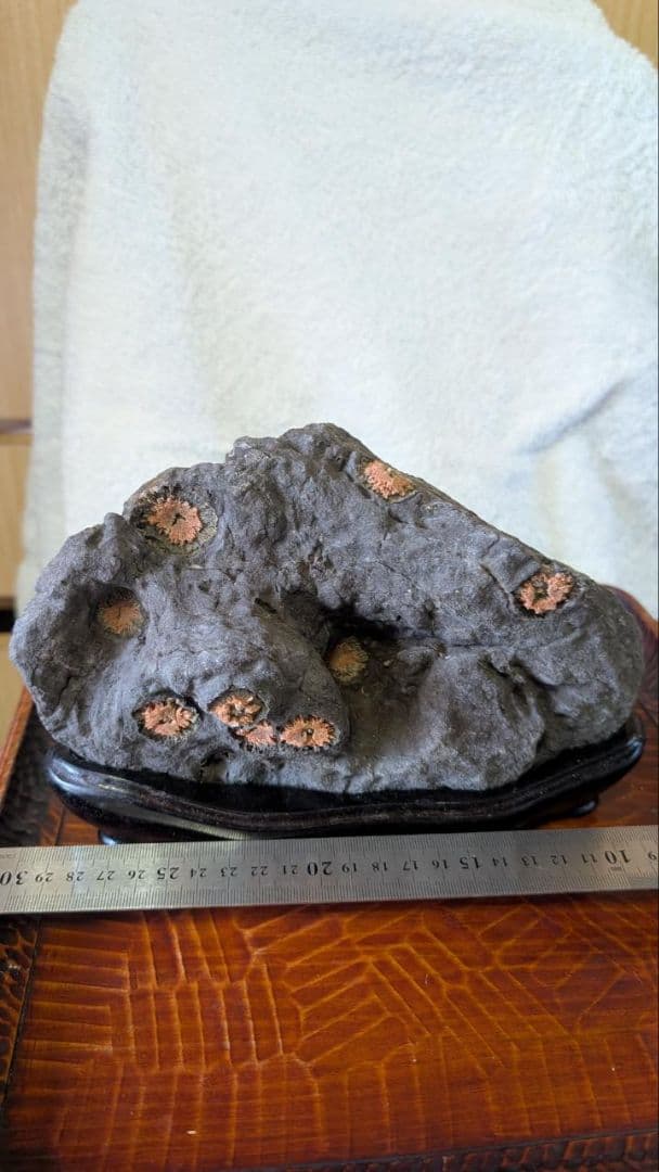 赤花菊花石 鑑賞石 盆石